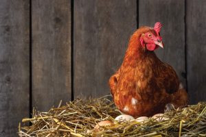 Hutchinson City Council appears ready to allow residents to have a few chickens.