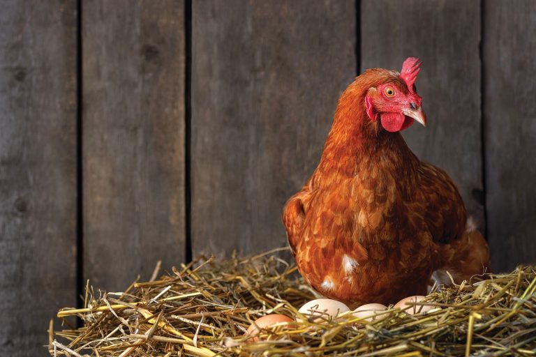 Hutchinson City Council appears ready to allow residents to have a few chickens.